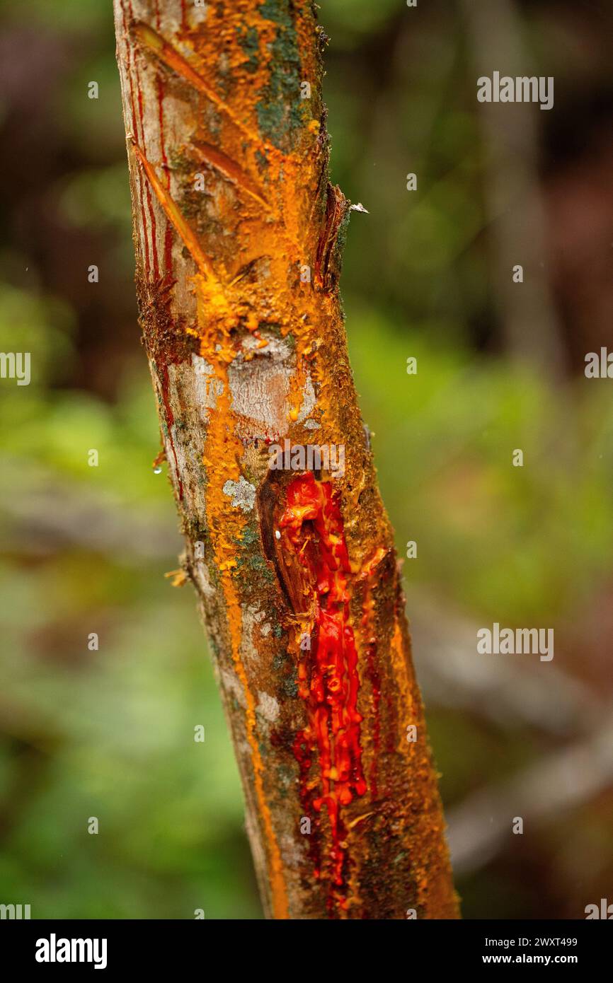 vivid red sap trickles down a tree trunk, the result of bark being peeled back, set against a blurred green background Stock Photo
