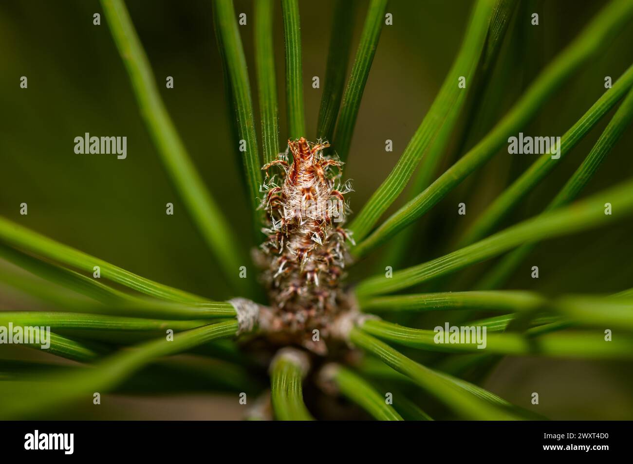 Pine tree needles macro shot, pinus nigra Stock Photo