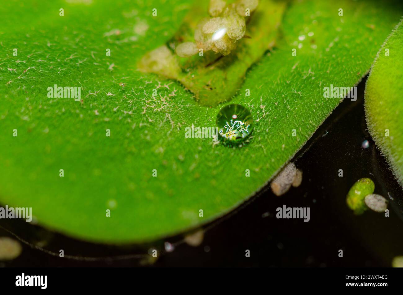 Waterdrop on a leaf Stock Photo