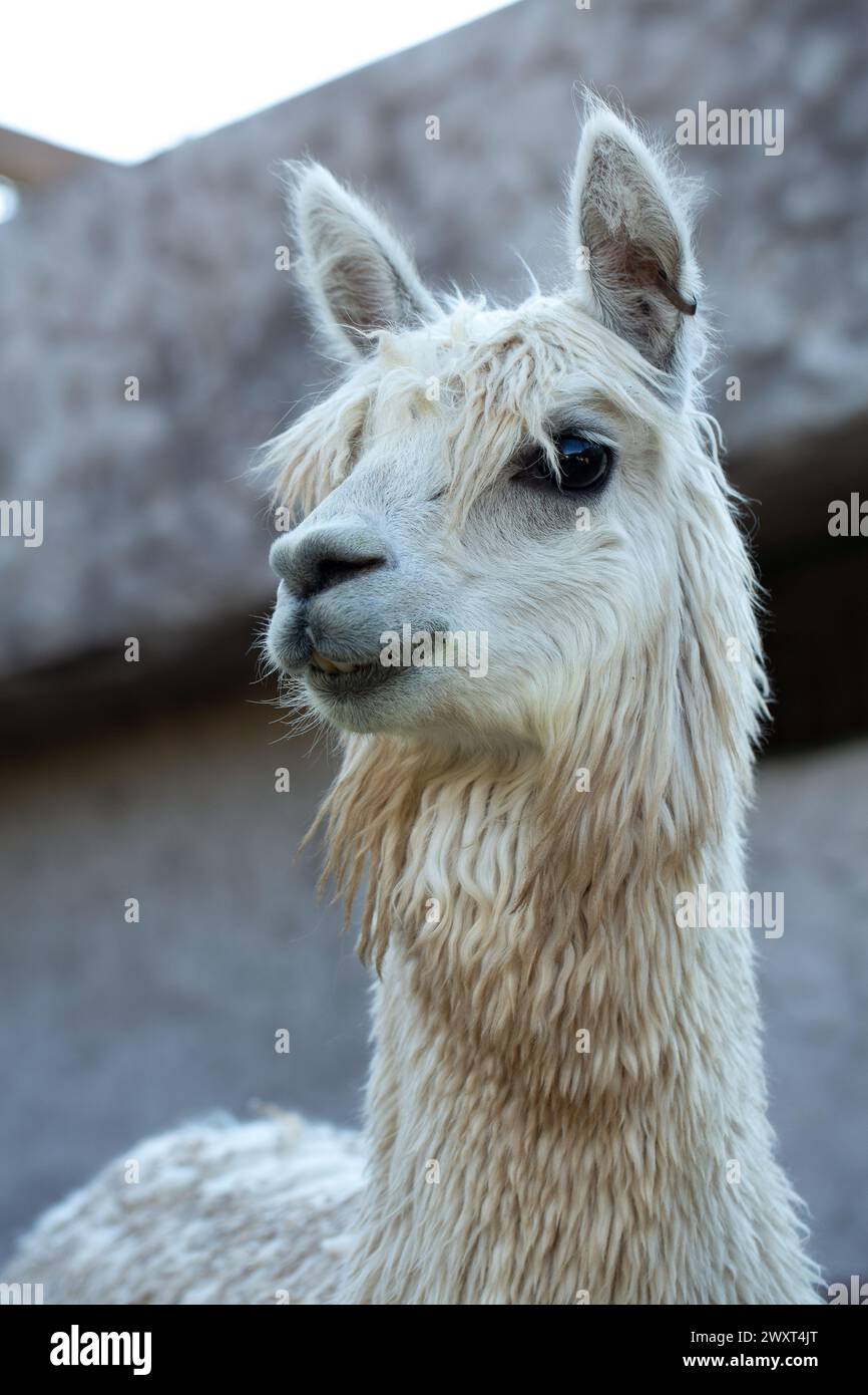 an alpaca's calm demeanor is captured in a gentle portrait, highlighting its fluffy wool and peaceful nature Stock Photo