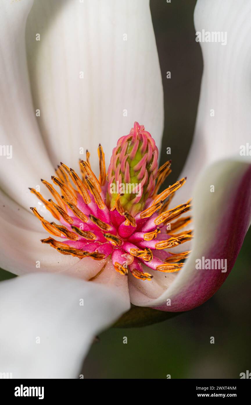 Magnolia burgundy hi-res stock photography and images - Alamy