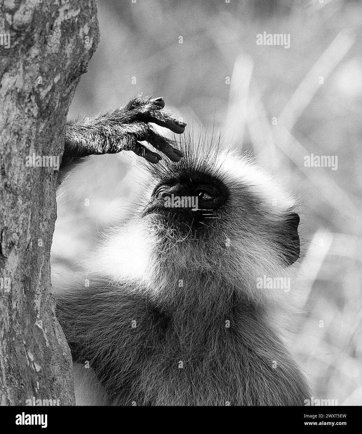 Malabar Sacred Langur or Black Footed Langur, Semnopithecus hypoleucos, in Kabini Reserve, India Stock Photo