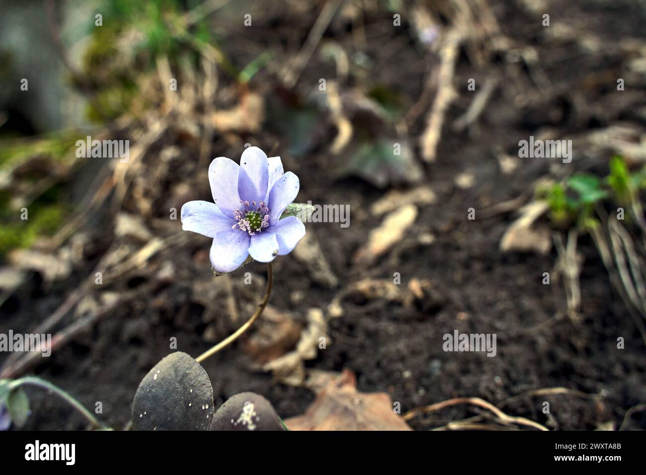 hepatica - purple flower in early spring in the forest, Poland Stock Photo