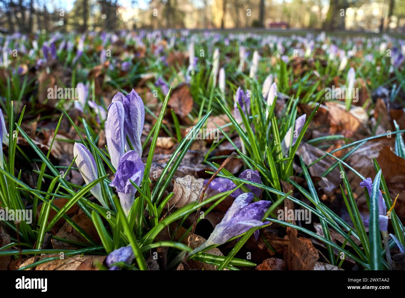 Raindrops on the petals of a blooming crocus flower in the meadow, Poland Stock Photo