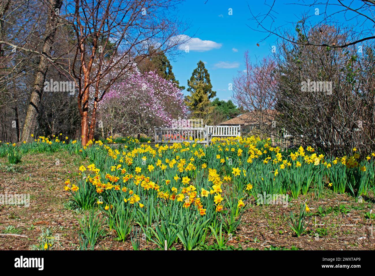 An early springtime daffodil flower bed frames a picturesque scene with a cottage in the background -03 Stock Photo