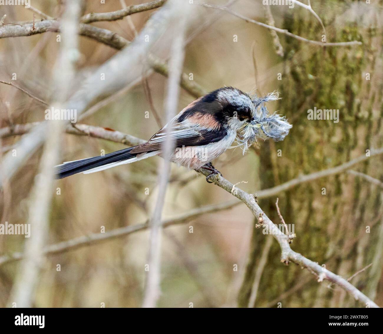 Long-tailed tit (Aegithalos caudatus) gathering materials for the nest in the bush Stock Photo