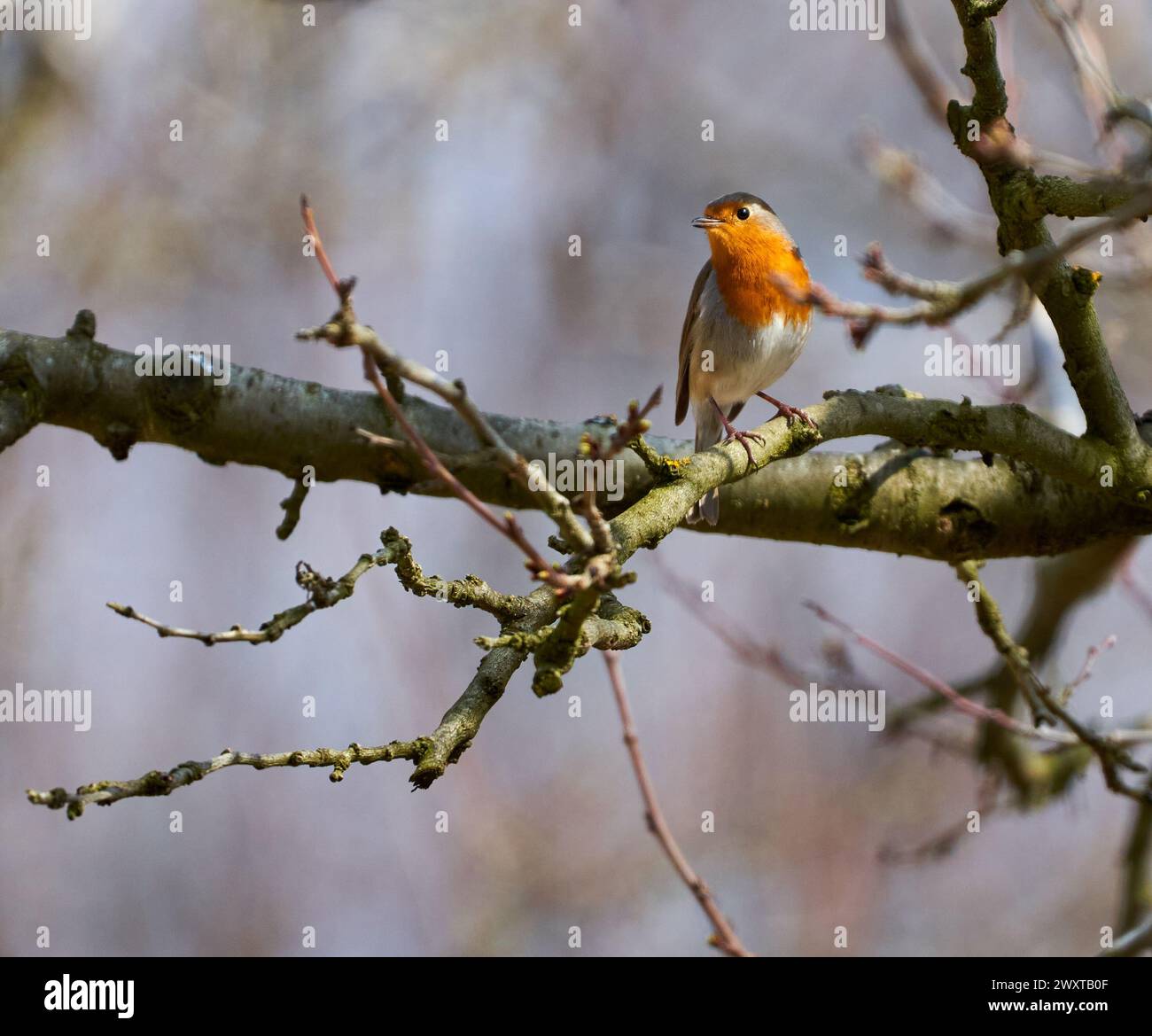 European robin (Erithacus rubecula) Perched on a branch in a tree Stock Photo