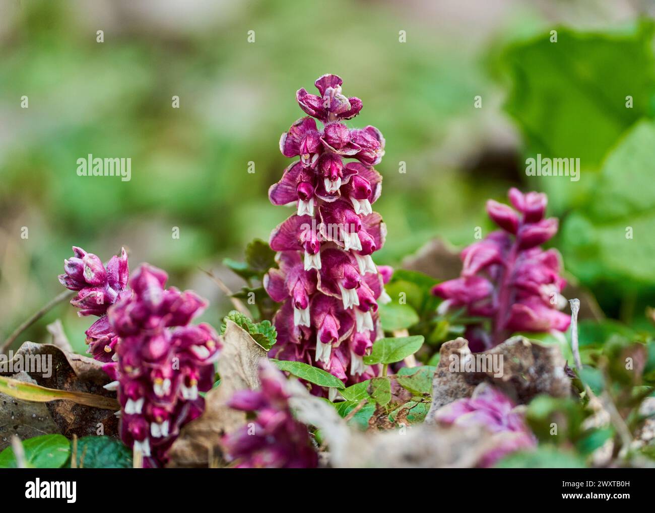 Toothwort pourple flowers on the ground in the forest during springtime Stock Photo