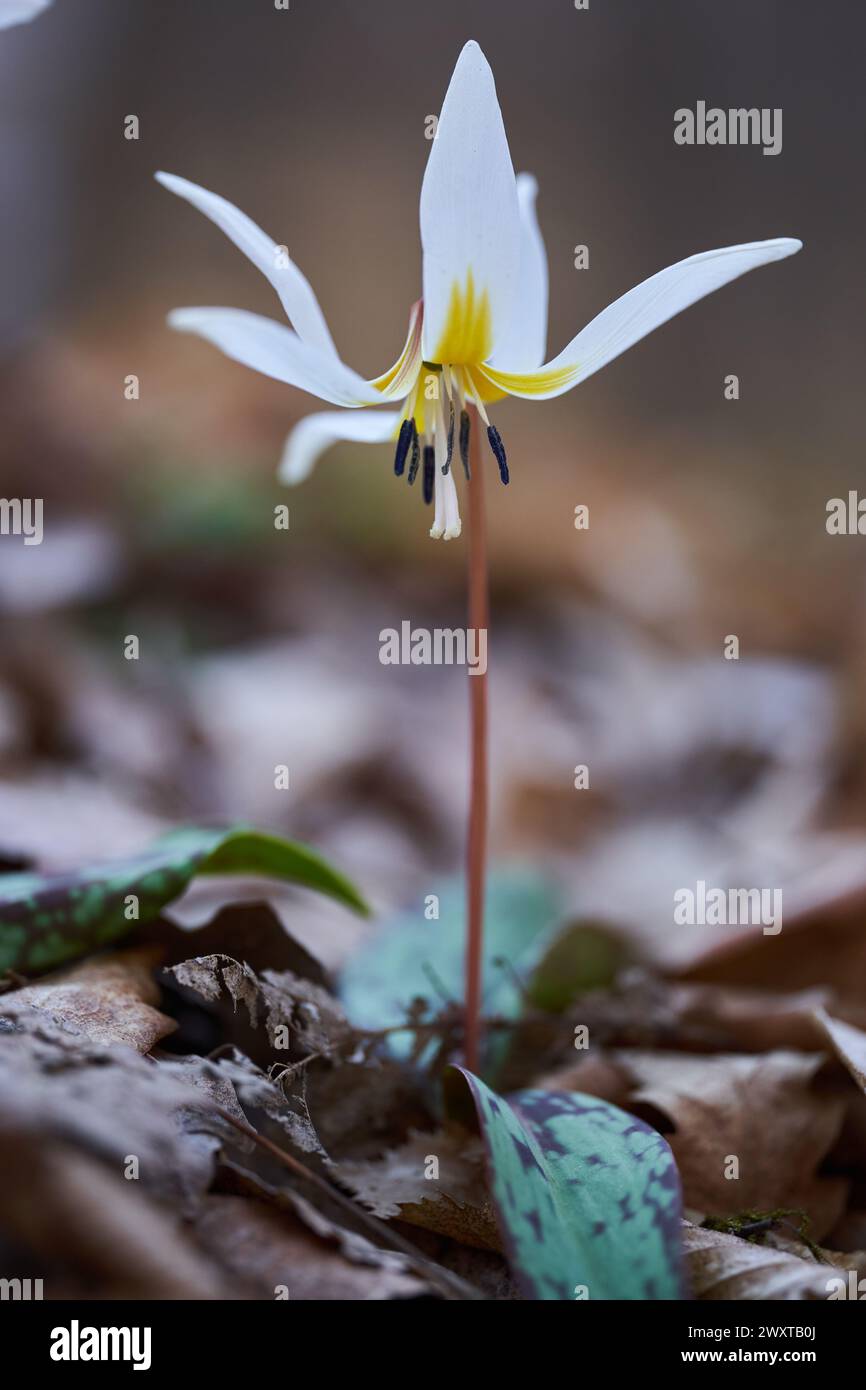 Dog's tooth flower blossoming on the forest ground in dark places Stock Photo
