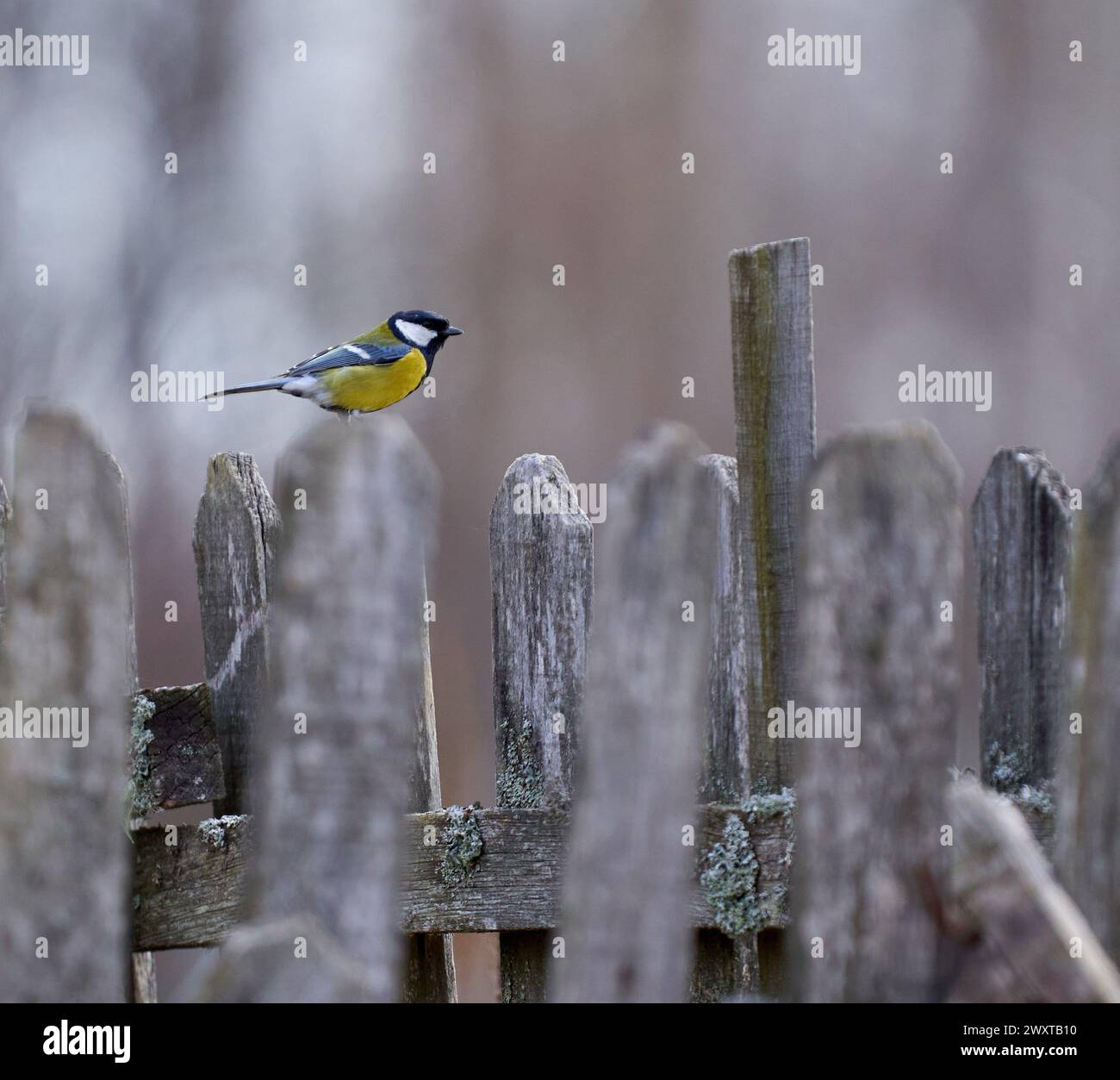 Great tit (Parus major) perched on a wooden fence near the forest with copyspace Stock Photo