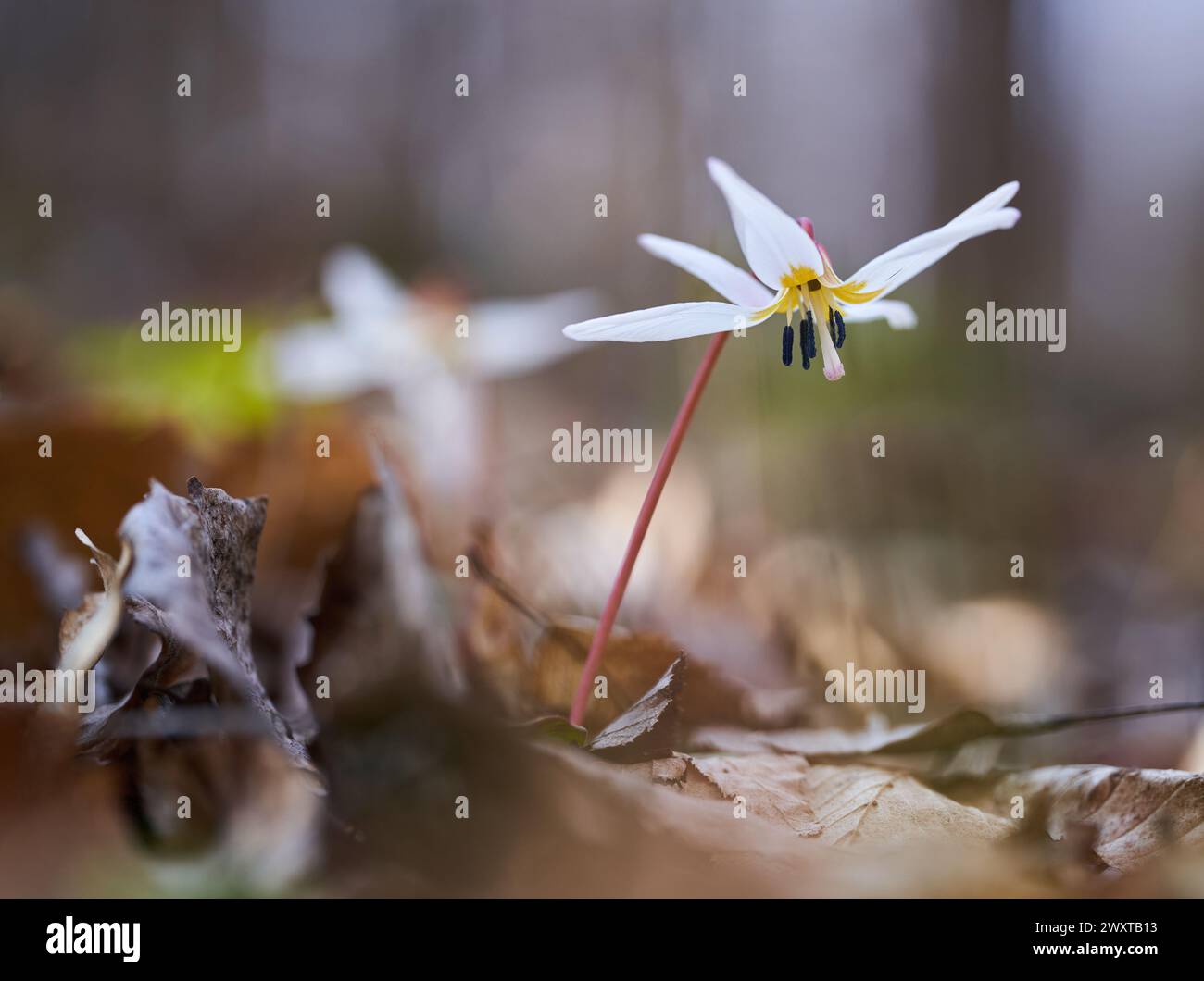 Dog's tooth flower blossoming on the forest ground in dark places Stock Photo