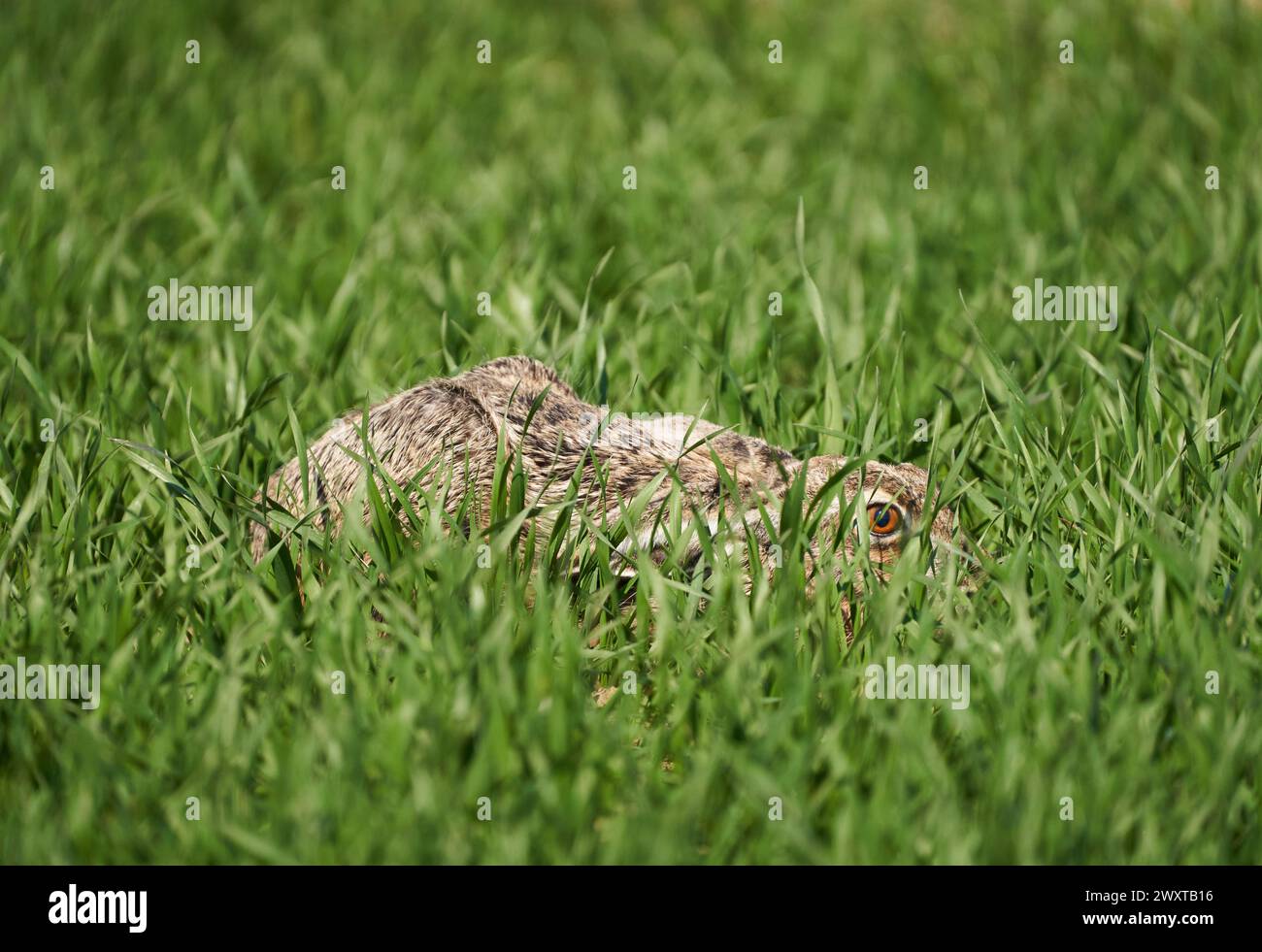 Adult hare hiding in a wheat field, crouched to the ground, ready to run Stock Photo