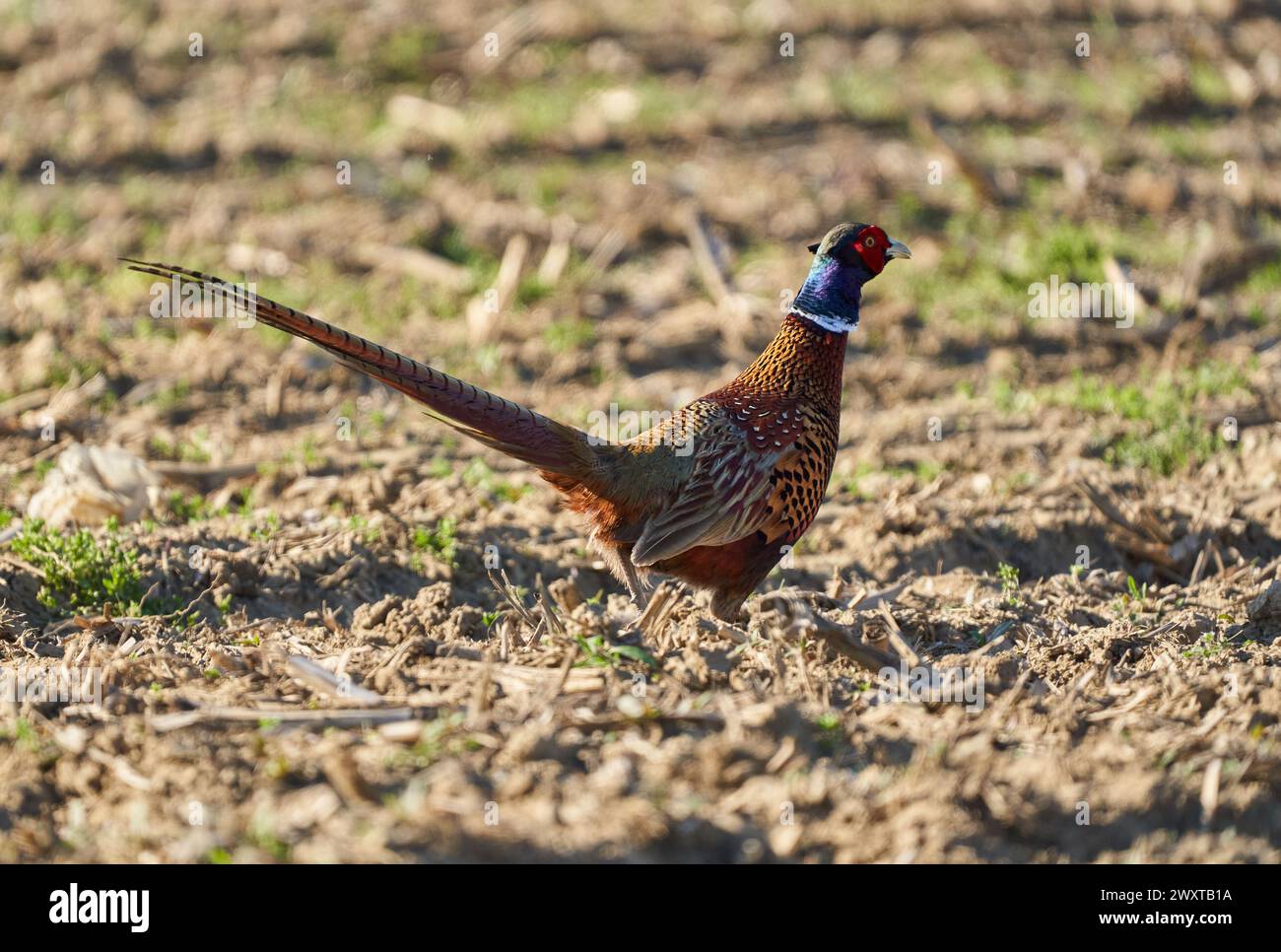 Male pheasant (Phasianus colchicus) in a field in a sunny day Stock Photo
