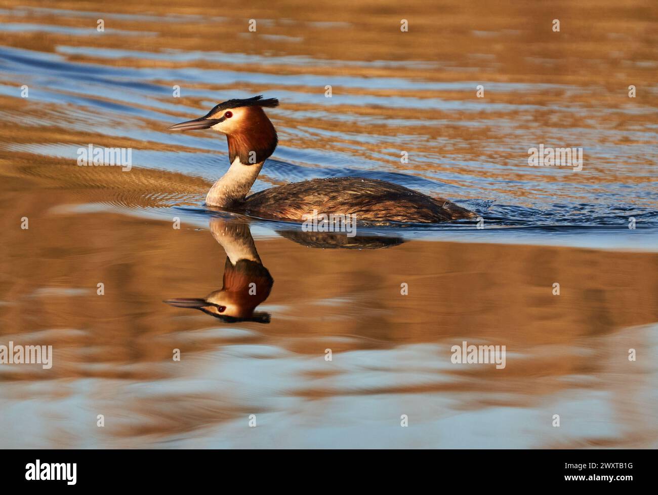 Great crested grebe (Podiceps cristatus) swimming on a calm lake in the evening Stock Photo