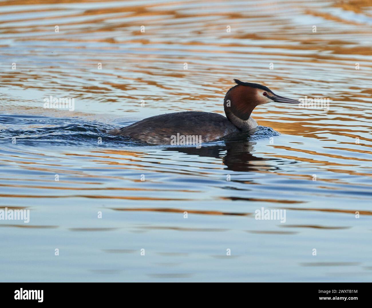 Great crested grebe (Podiceps cristatus) swimming on a calm lake in the evening Stock Photo