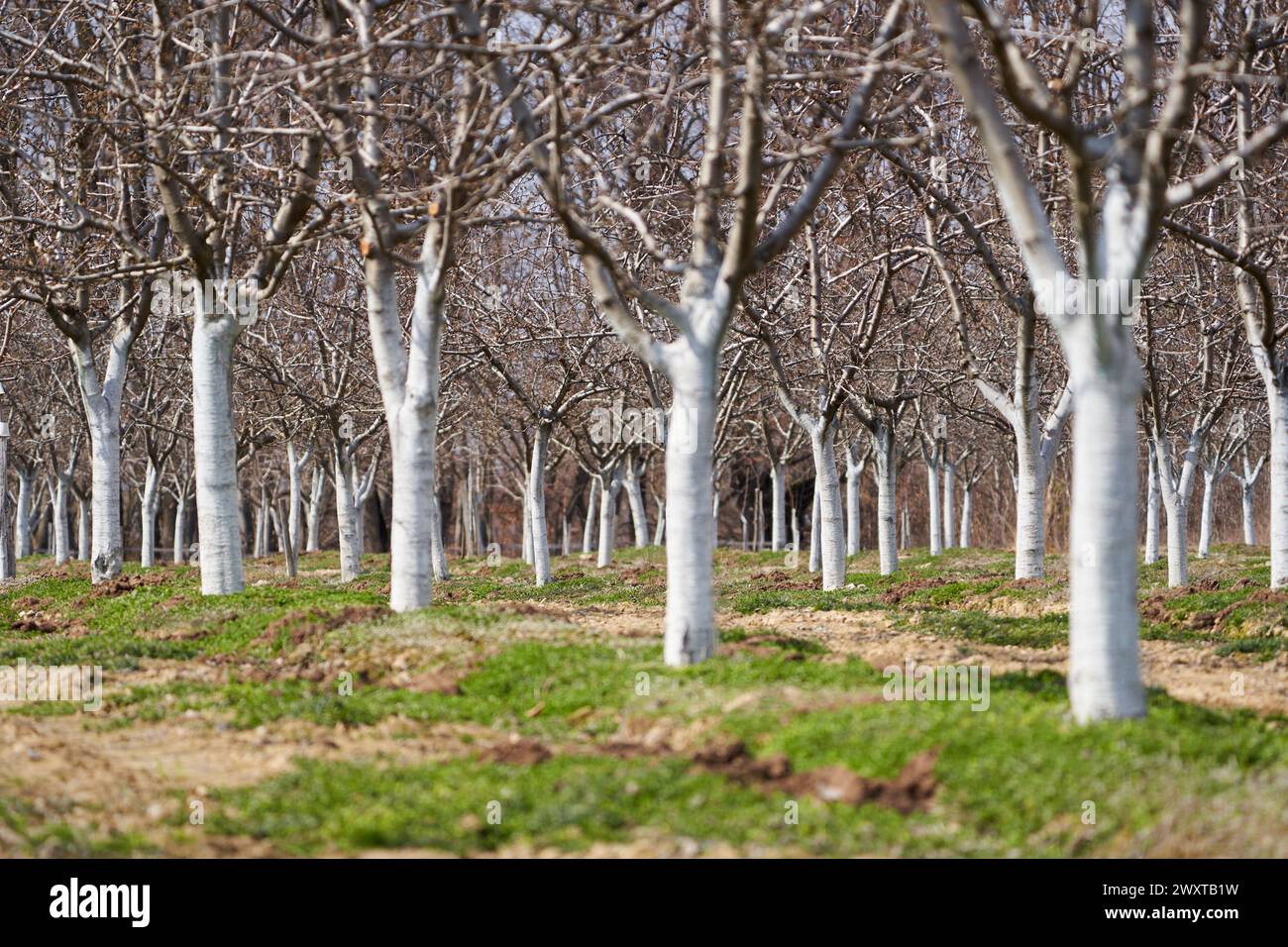 Plum trees orchard in the early spring, painted bark in white and protected Stock Photo
