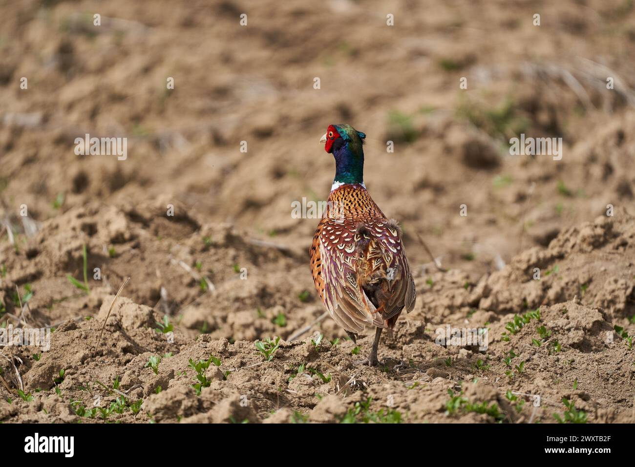 Male pheasant (Phasianus colchicus) in a field in a sunny day Stock Photo