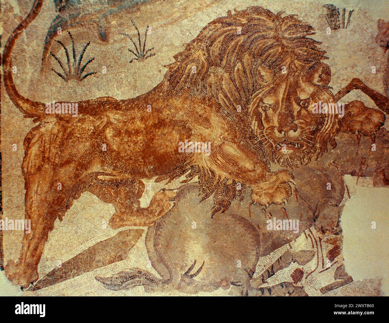 Lion attacking a zebra, ancient Roman stone mosaic, Carthage, Tunisia 200 AD Stock Photo