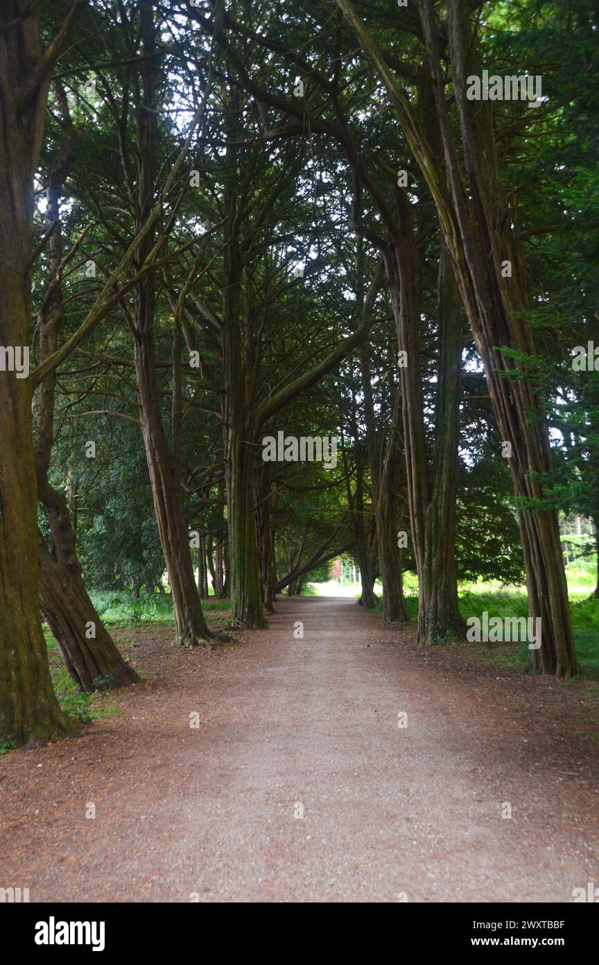 Path Through Avenue of Yew Trees (Taxus Baccata) from the Rose Garden to the Orchard at Lowther Castle, Lake District National Park, Cumbria, England Stock Photo