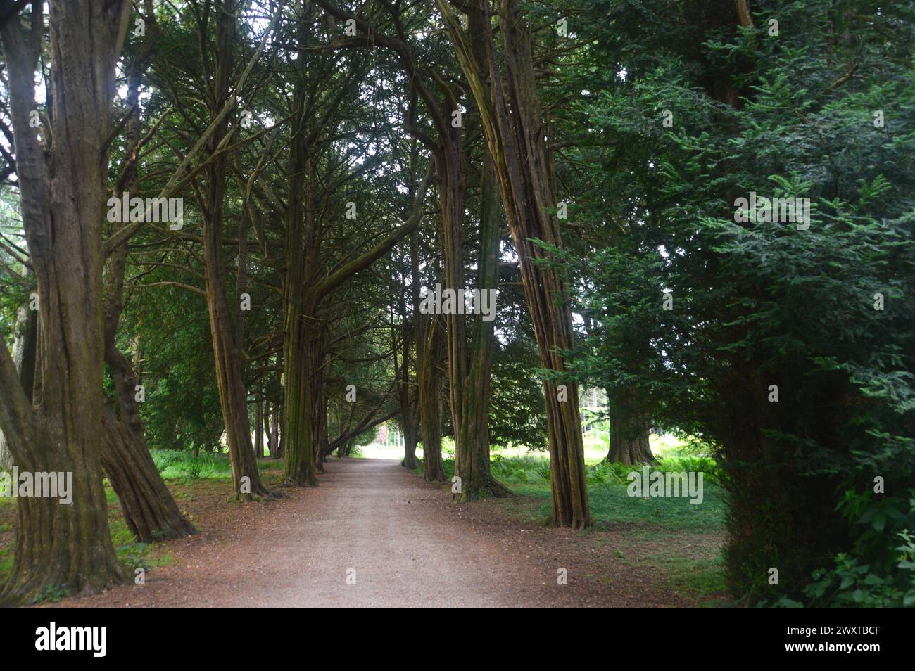 Path Through Avenue of Yew Trees (Taxus Baccata) from the Rose Garden to the Orchard at Lowther Castle, Lake District National Park, Cumbria, England Stock Photo