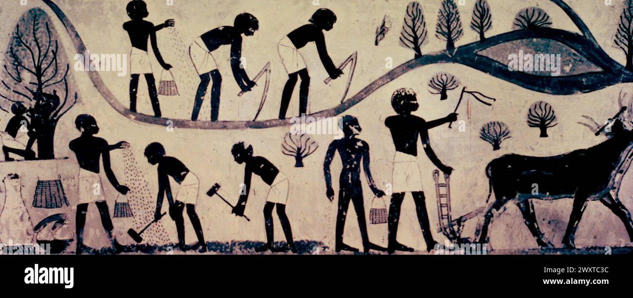 Egyptian agricultural scene, wall painting from a tomb, Thebes, Egypt 1400 BC Stock Photo