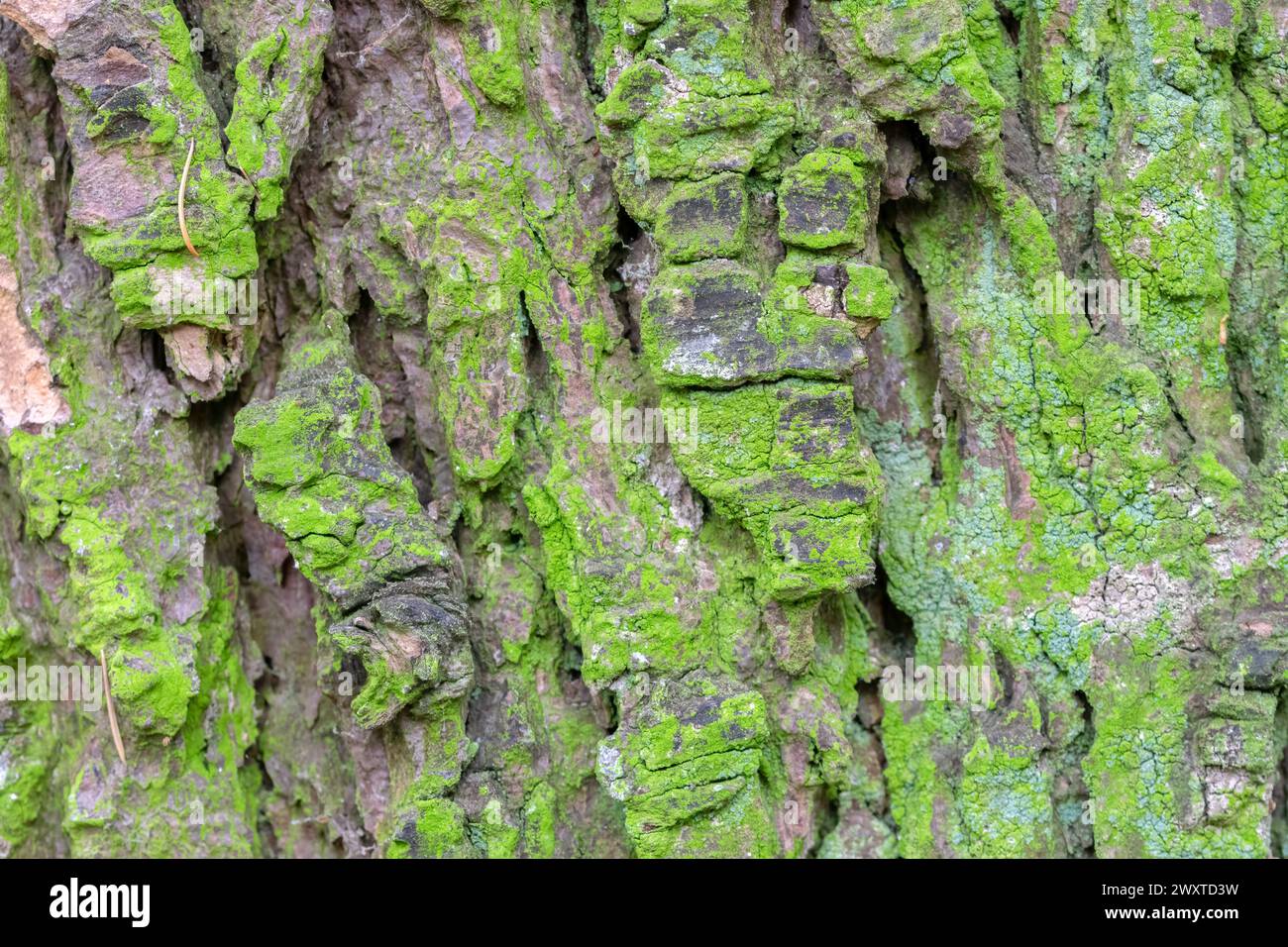 Close Up Bark Cedrus Libani Glauca Tree At Amsterdam The Netherlands 23-5-2022 Stock Photo
