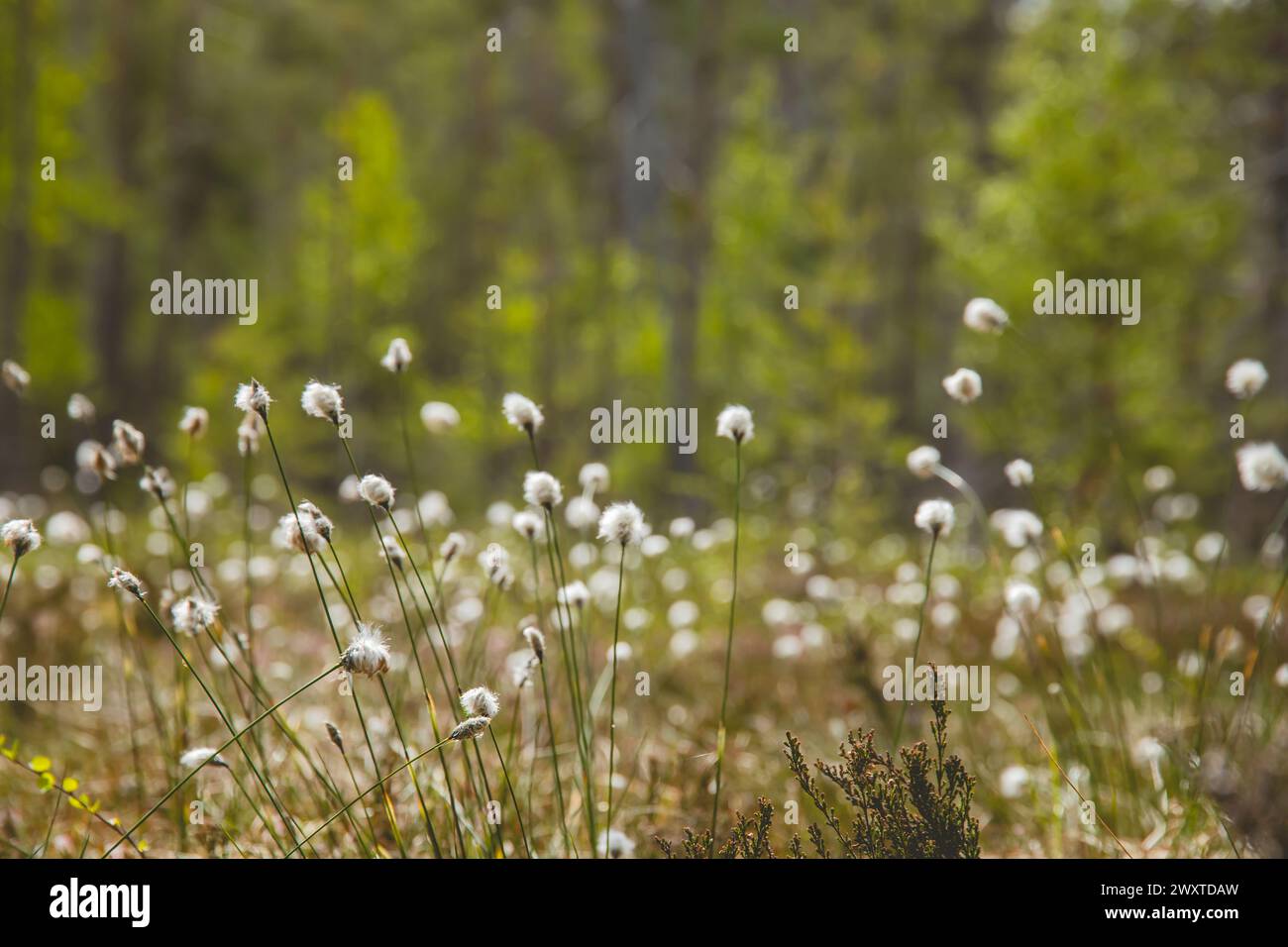 Swamp wool grass hi-res stock photography and images - Alamy
