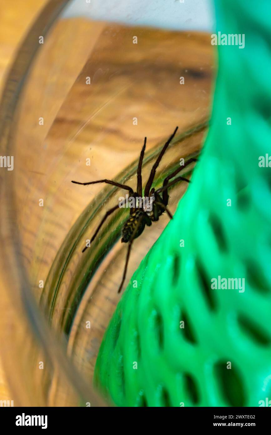 Spider In Jar Indoor tegenarian spider, in a glass jar and a coral structure in a ...