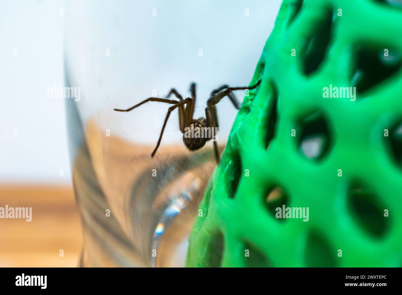 Spider In Jar Indoor tegenarian spider, in a glass jar and a coral structure in a ...