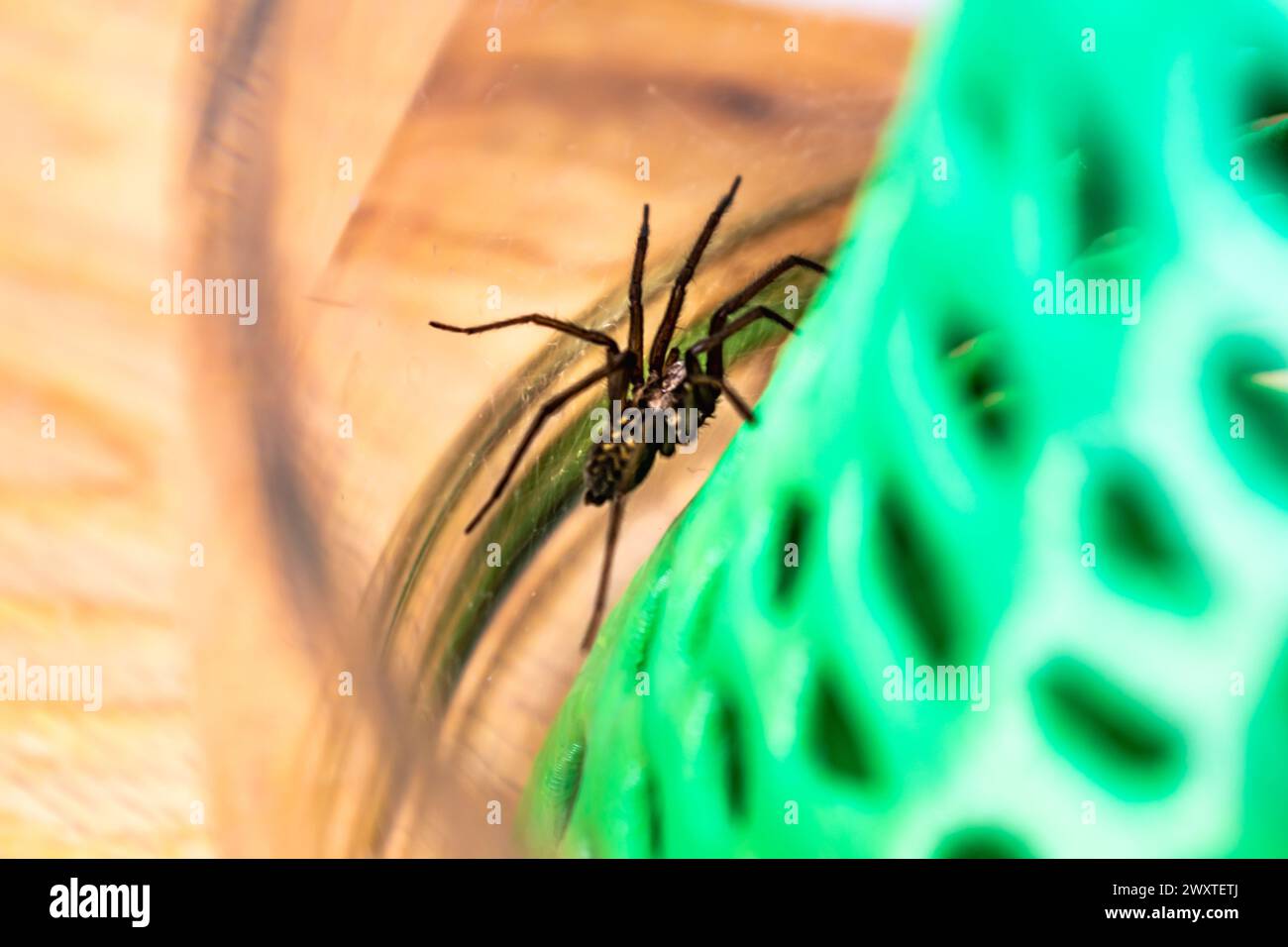 Indoor tegenarian spider, in a glass jar and a coral structure in a ...