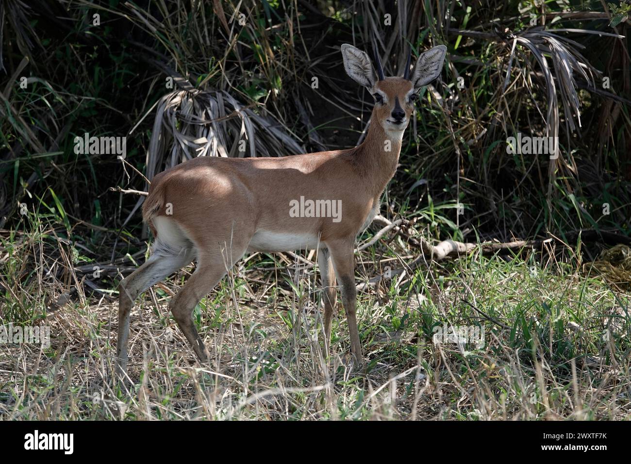 Buck species hi-res stock photography and images - Alamy