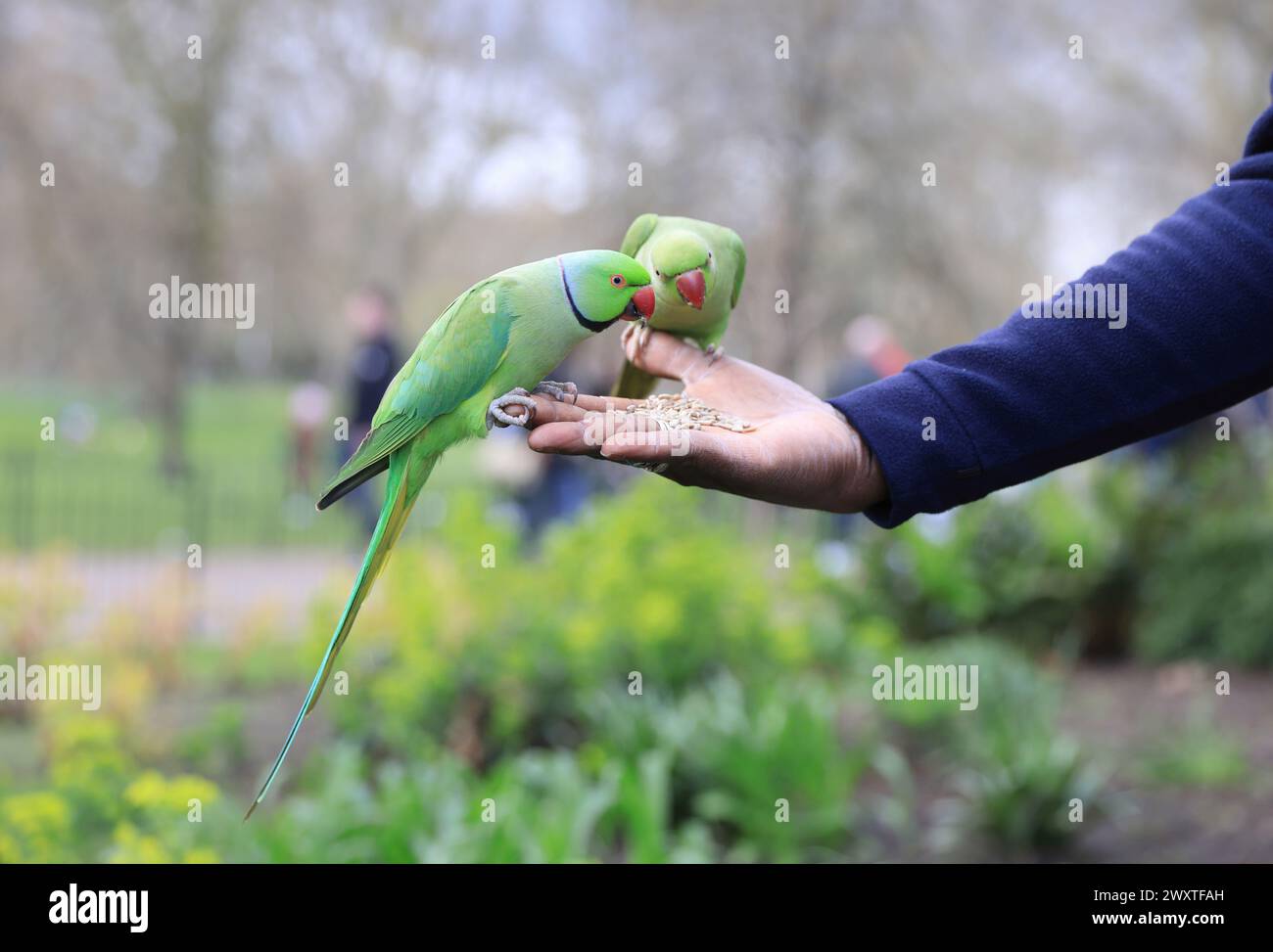 Ring tailed parakeets on Easter Monday on April 1st 2024, in St James ...