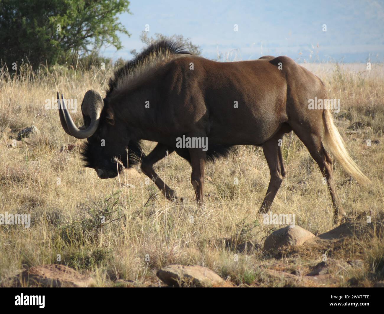 Black wildebees hi-res stock photography and images - Alamy