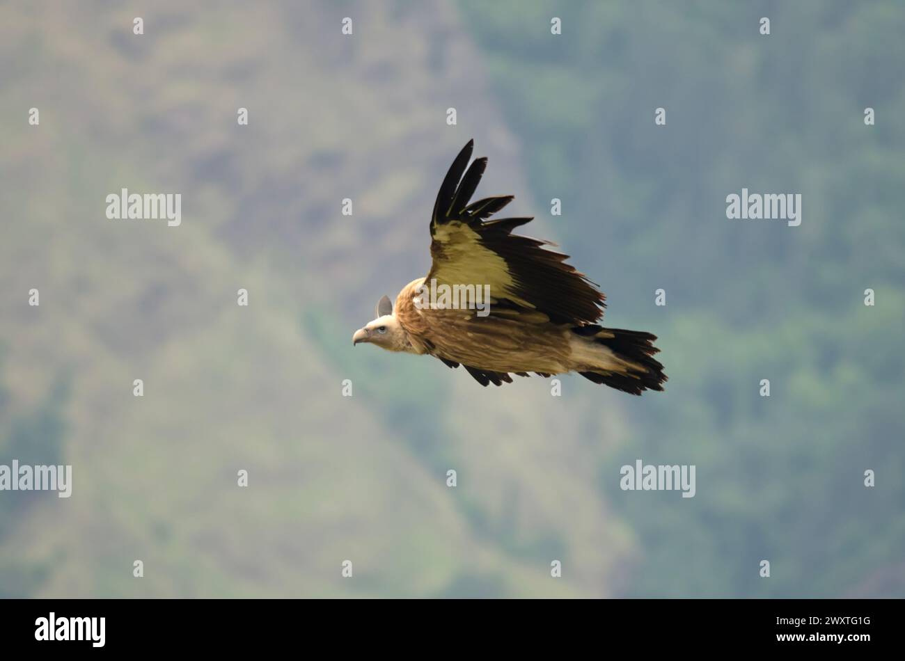 Himalayan vulture (Gyps himalayensis) or Himalayan griffon vulture, an Old World vulture, observed in flight in Auli in Uttarakhand, India Stock Photo