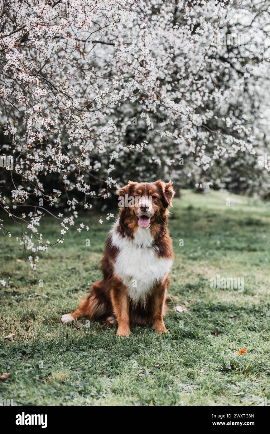 A dog on a beautiful spring day Stock Photo