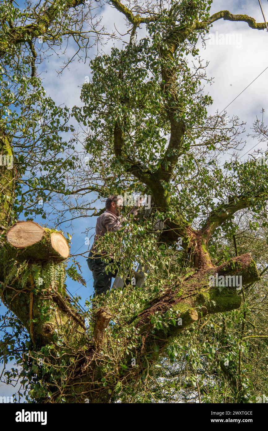 tree surgeon up an oak tree Stock Photo