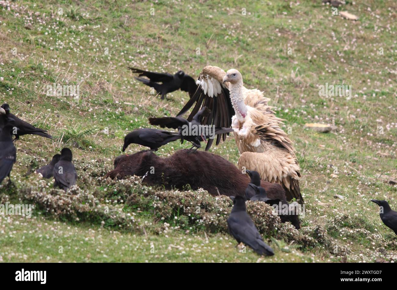 Himalayan vulture (Gyps himalayensis) and Large-billed crows (Corvus macrorhynchos) scavenging on a carcass at Auli in Uttarakhand, India Stock Photo