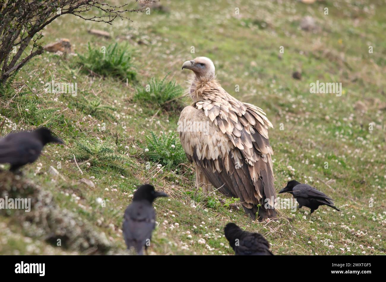 Himalayan vulture (Gyps himalayensis) and Large-billed crows (Corvus macrorhynchos) scavenging on a carcass at Auli in Uttarakhand, India Stock Photo