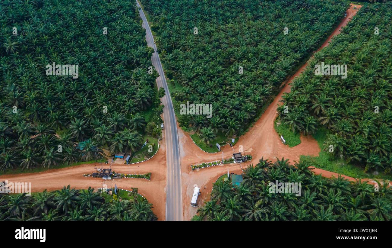 Atmosphere of oil palm plantations in West Kalimantan Stock Photo