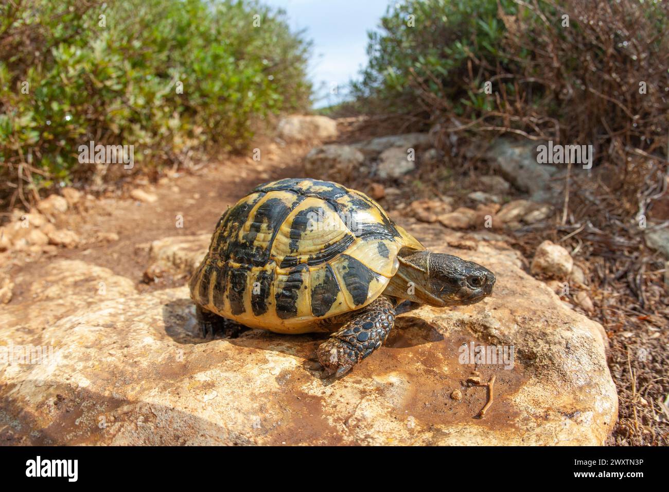 land turtle after rain drinking water near mediterranean sea Minorca island nature animal Stock Photo