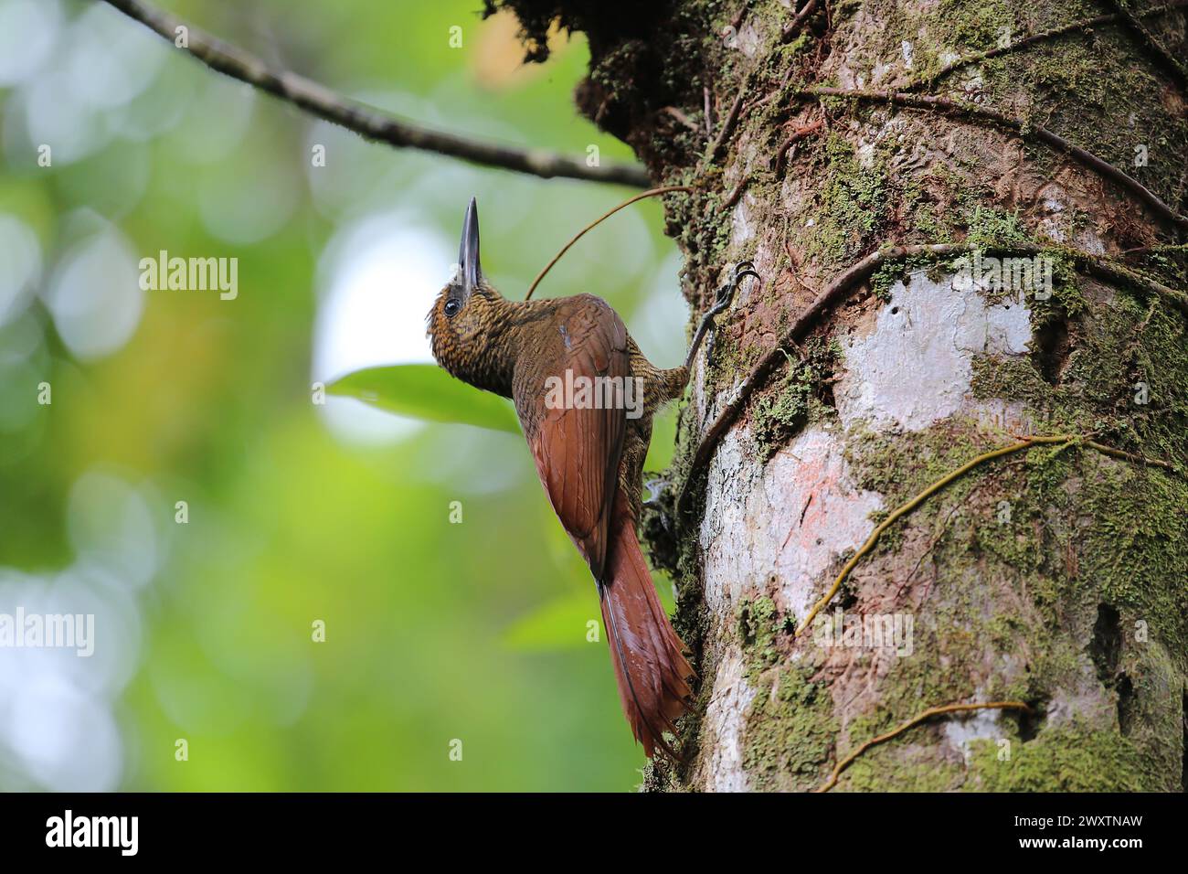 Rain Bird - Northern Barred Woodcreeper, Costa Rica Stock Photo