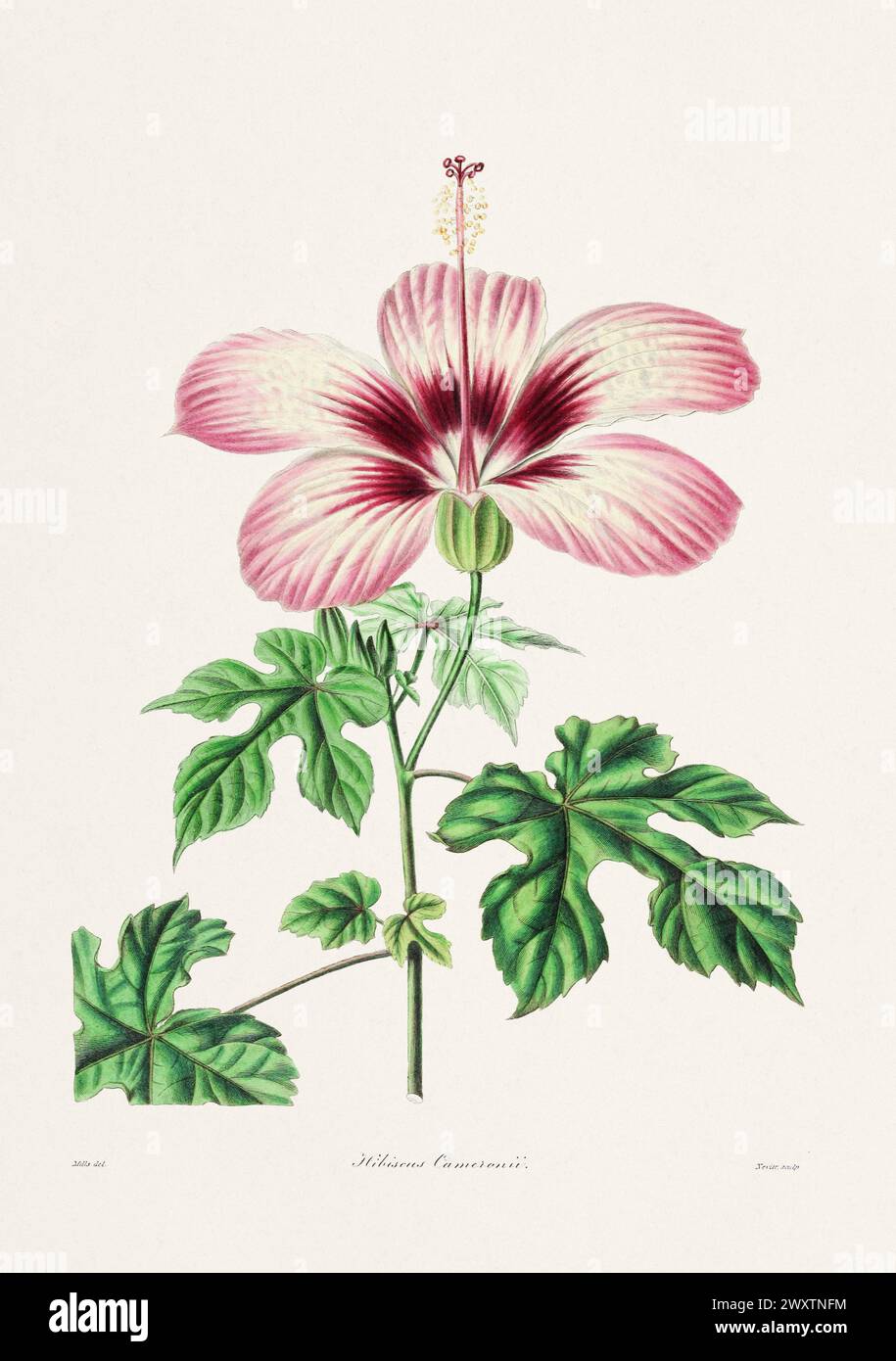 Vintage Botanical Rose Illustration - Classic Floral Study - 19th-Century Scientific Art