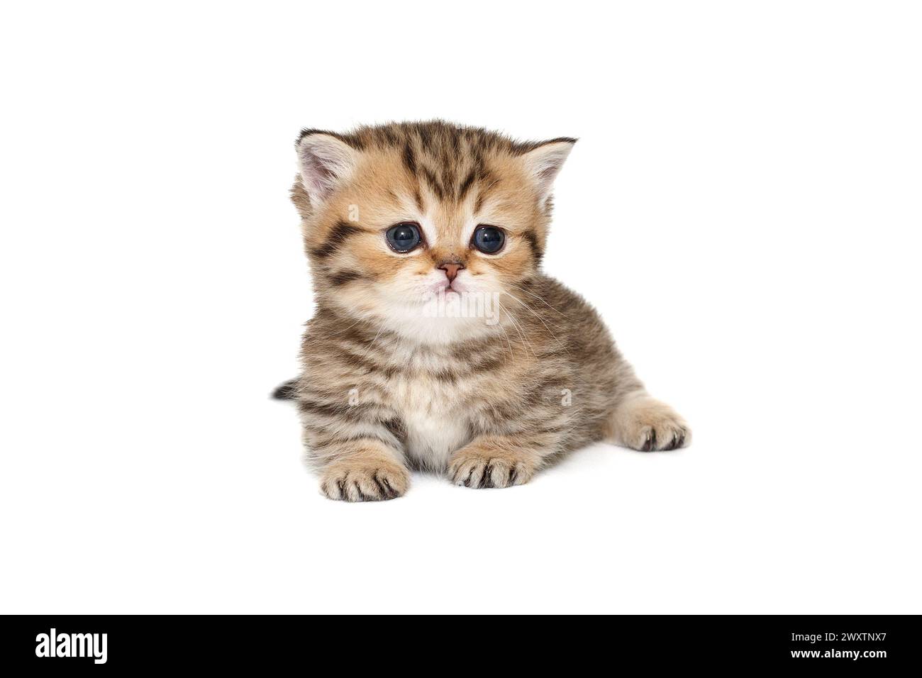 Small, striped Scottish kitten lies, isolated on a white background. Stock Photo