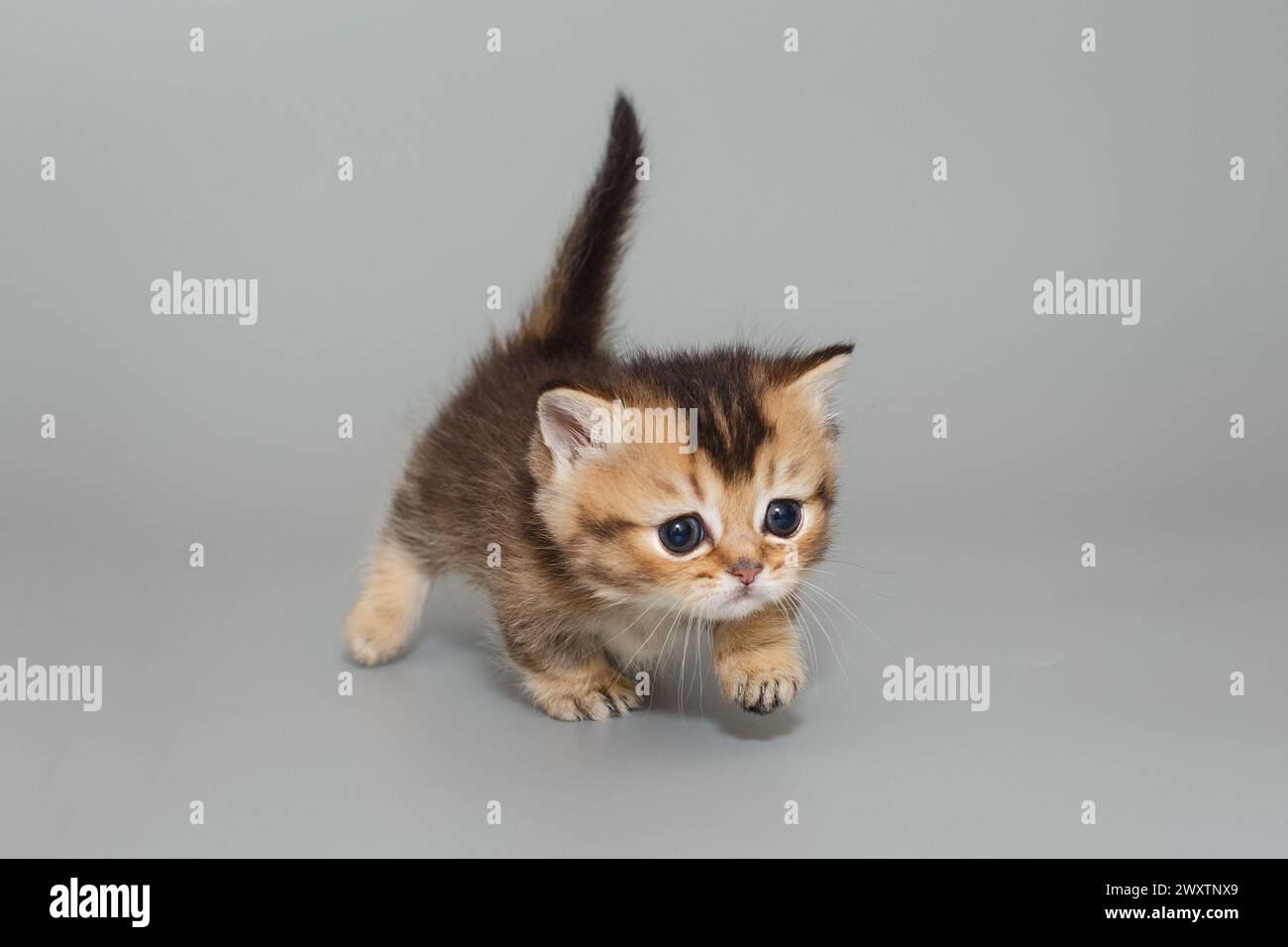 Small short-legged Scottish kitten walks forward on a gray background. Stock Photo