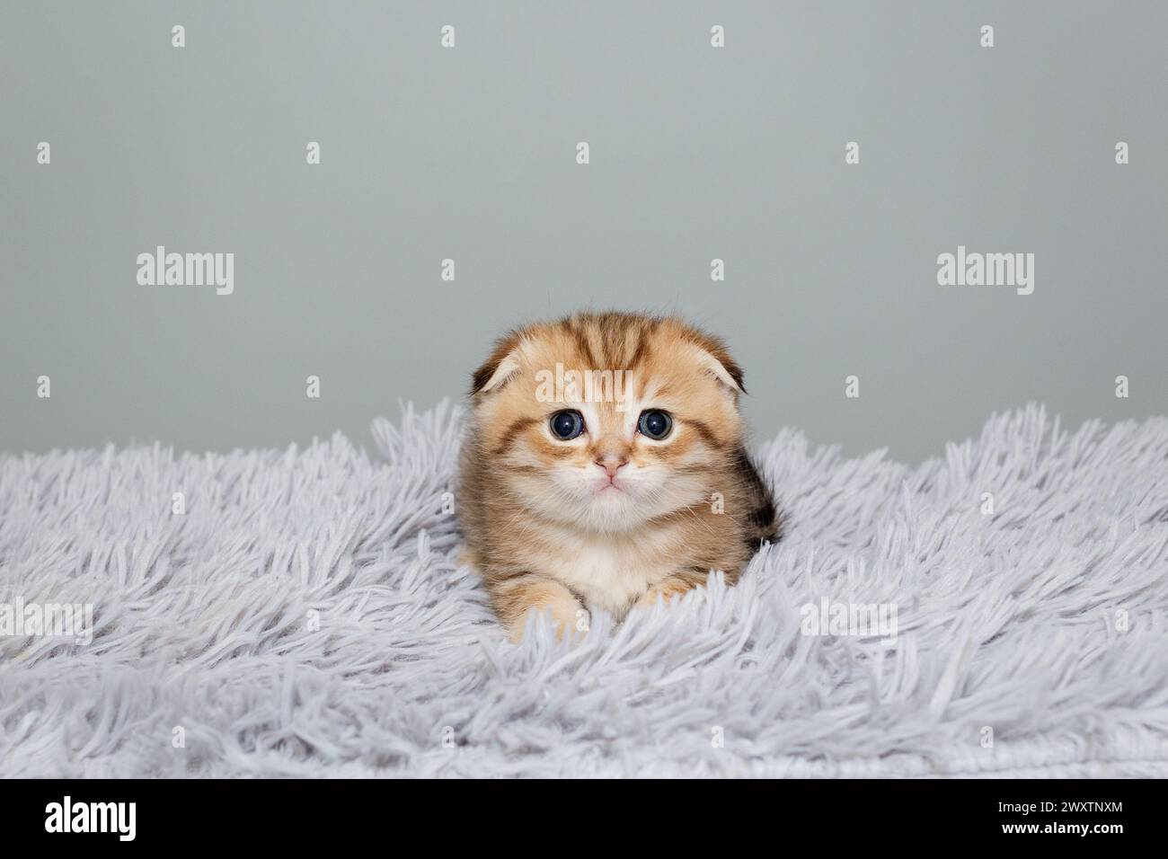 Scottish fold kitten, striped red color, age 1 month, sits on a grey, fur  rug Stock Photo - Alamy, image size:1300x956