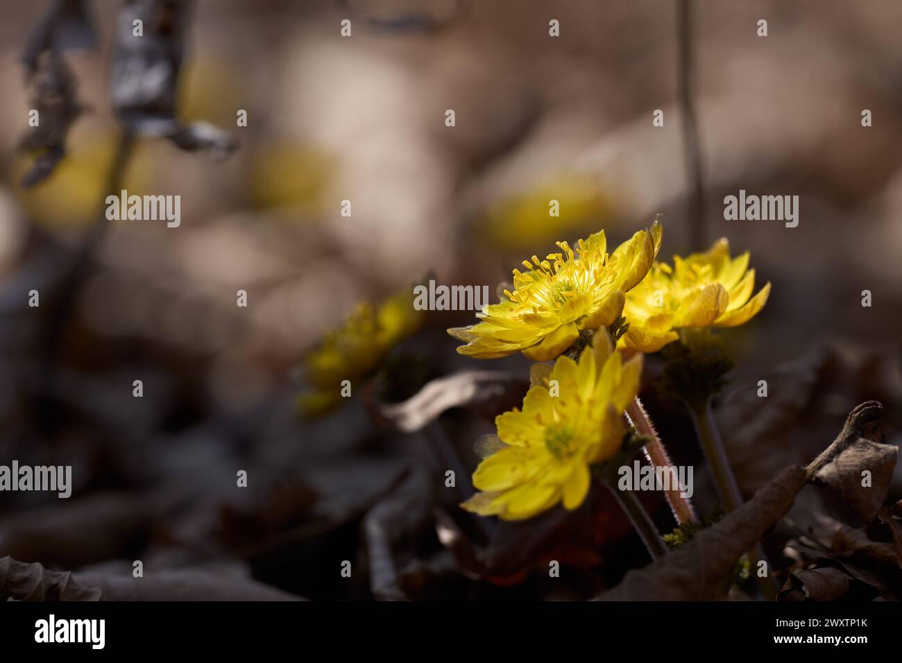 (240402) -- VLADIVOSTOK, April 2, 2024 (Xinhua) -- This photo taken on April 2, 2024 shows the blooming adonis amurensis in Vladivostok, Russia. (Photo by Guo Feizhou/Xinnua) Stock Photo
