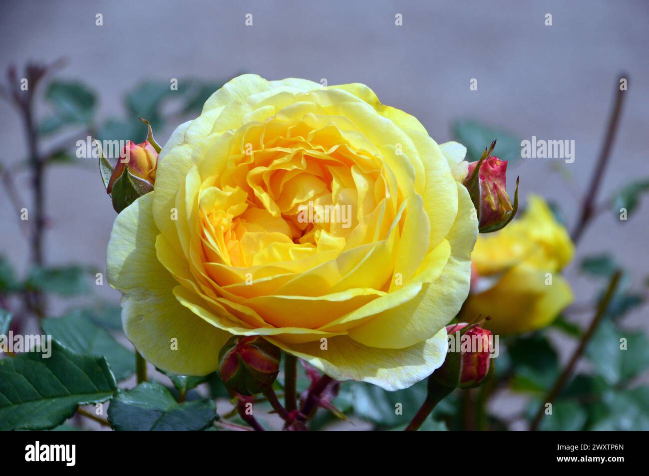 Single Yellow David Austin Rosa 'Molineux' Rose grown in the Rose Garden at Lowther Castle, Lake District National Park, Cumbria, England, UK. Stock Photo