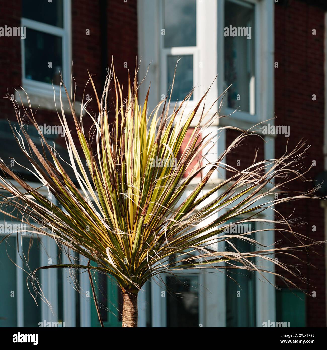A palm tree in the front garden of a Victorian three storey terrace home in Whitley Bay Stock Photo