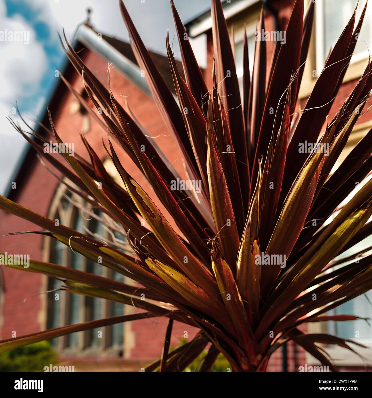 Bronze leaf palm tree in front of a Church in Cullercoats, North Tyneside Stock Photo