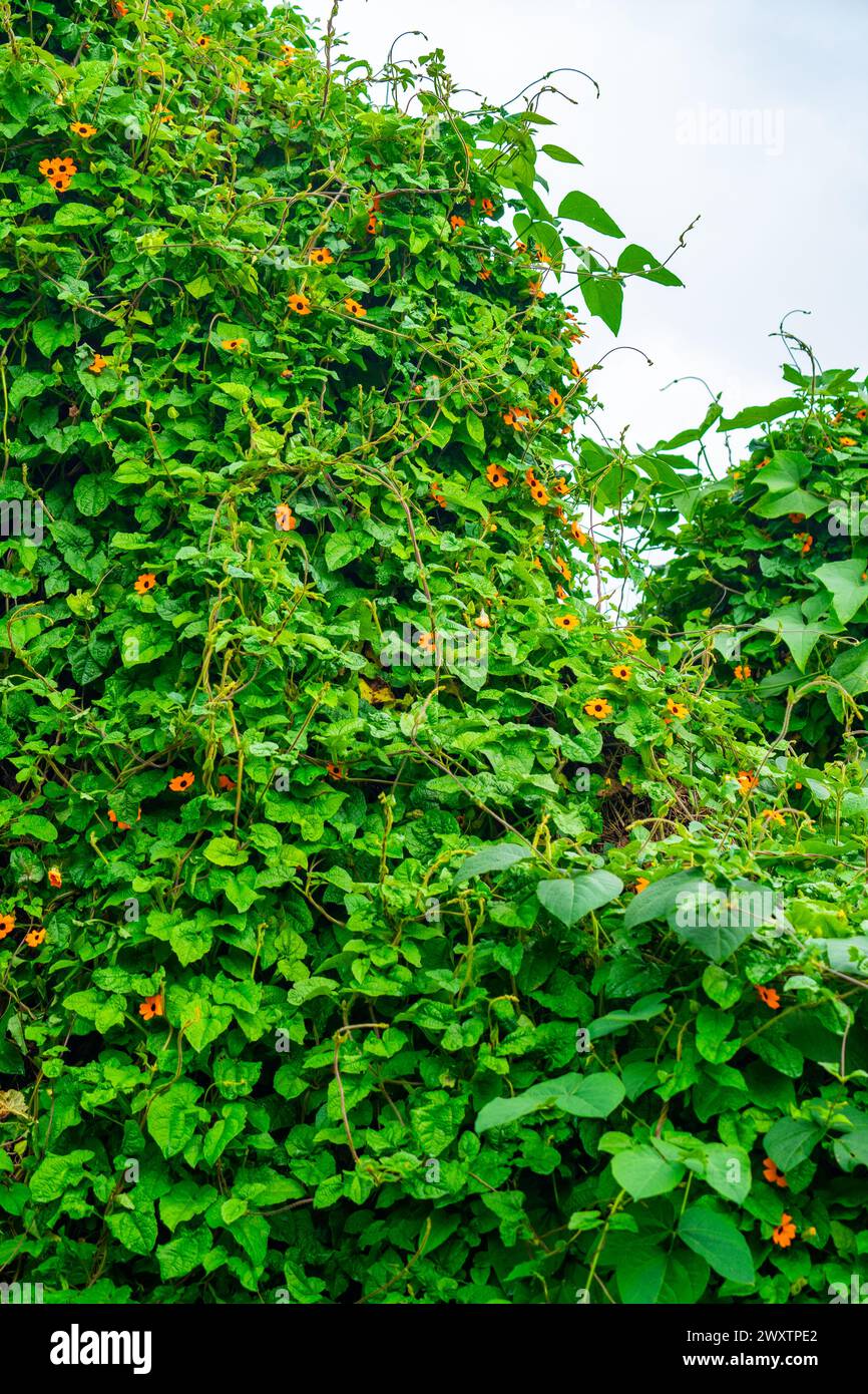 PortAuPrince vibrant countryside Stock Photo Alamy
